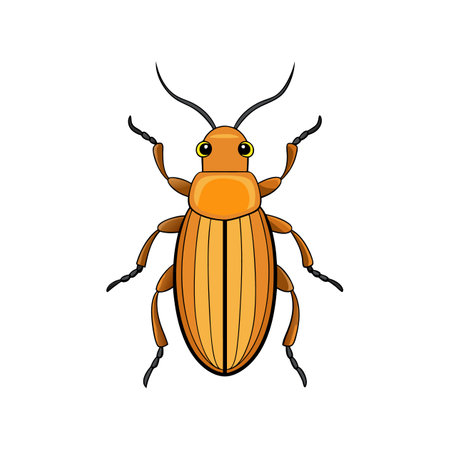 Realistic Color Illustration of Seedcorn Beetleのイラスト素材
