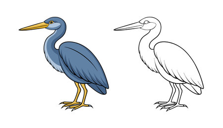 Realistic Illustration of Agami Heron Birdのイラスト素材