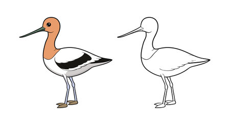 Vivid American Avocet Bird Designのイラスト素材