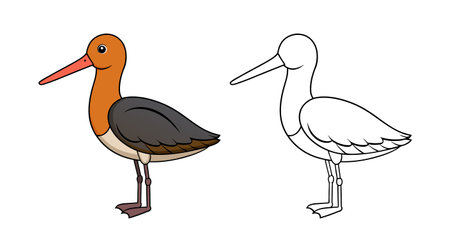 Vibrant Black-tailed Godwit Bird Detailed Illustrationのイラスト素材