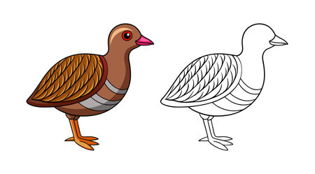 Vibrant Brown-banded Rail Bird Detailed Illustrationのイラスト素材