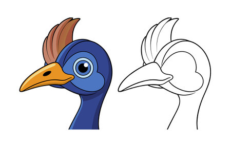 Beautiful Cassowary Bird Illustrationのイラスト素材