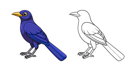 Detailed Carib Grackle Bird Designのイラスト素材
