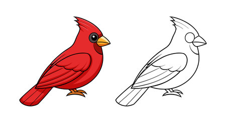 Charming Northern Cardinal Bird Designのイラスト素材