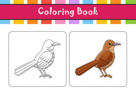 Realistic Brown Thrasher Bird Illustrationのイラスト素材