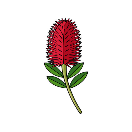 Stunning Bottlebrush Flower Illustration for Botanical Artのイラスト素材