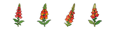 Vibrant Climbing Snapdragon Flower in Bloomのイラスト素材