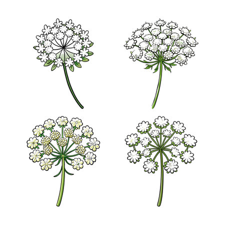 Vibrant Queen Anne's Lace Bright Design