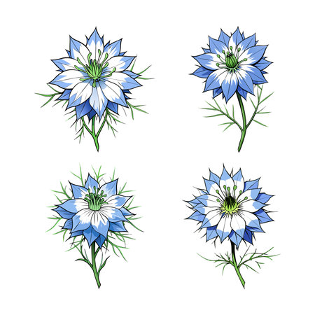 Gorgeous Love in a Mist Flower Design for Garden Displaysのイラスト素材
