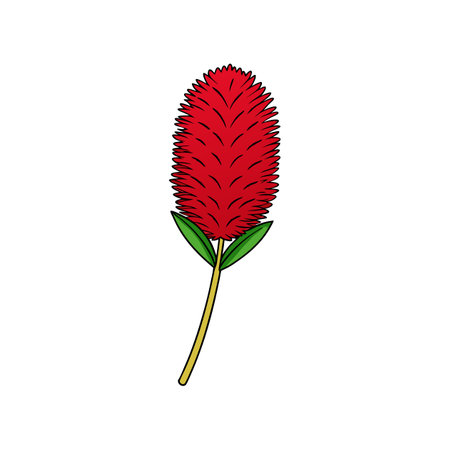 Charming Bottlebrush Flower Artwork for Home Decorのイラスト素材