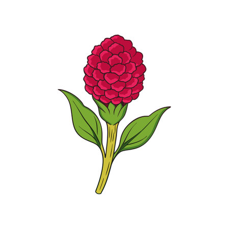Exquisite Celosia Flower Realistic Designのイラスト素材