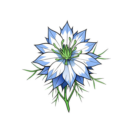 Gorgeous Love in a Mist Flower Design for Garden Displaysのイラスト素材