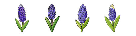Lovely Grape Hyacinth Flower Design for Home Decorのイラスト素材