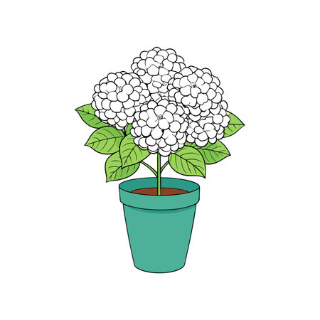 Potted White Hydrangea Flower Illustration on White Backgroundのイラスト素材
