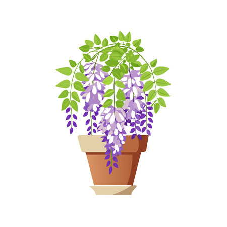Potted wisteria illustration in bloomのイラスト素材
