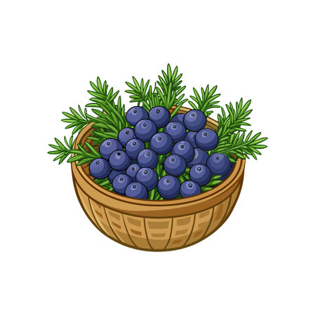Juniper berries in basket with needles illustration artのイラスト素材
