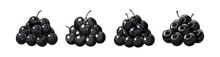 Pile of Black Cherries, Ripe and Delicious Fruitのイラスト素材