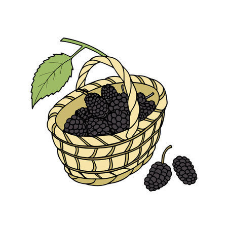 Mulberries in a basket with a leaf illustrationのイラスト素材