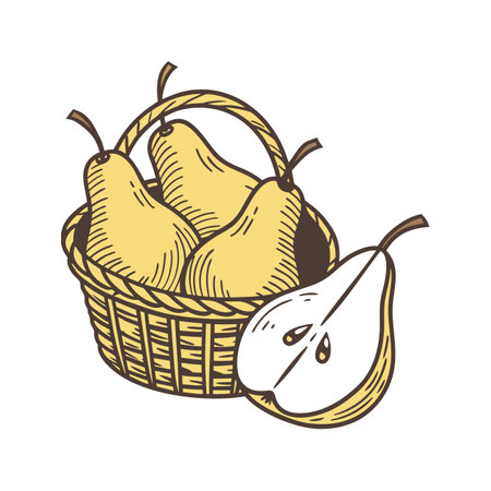 Fresh pears in basket, halved pear illustration vectorのイラスト素材