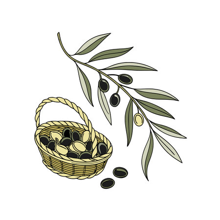 Hand-drawn Olives and Basket Illustration on White Backgroundのイラスト素材