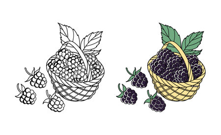 Basket of Blackberries Illustration, Fresh Fruits, Summer Harvestのイラスト素材