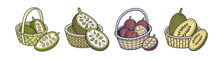 Durian fruit basket illustration, tropical delicacy, cartoon styleのイラスト素材