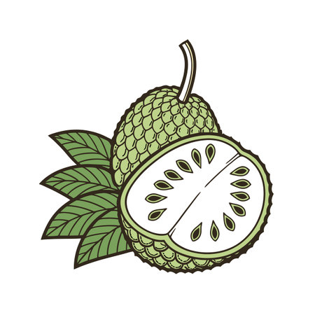 Hand drawn soursop fruit illustration with leaves and cross sectionのイラスト素材