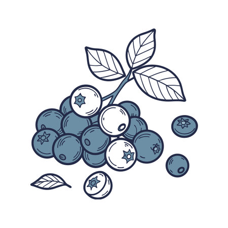 Stylized blueberry cluster with leaves on a white backgroundのイラスト素材