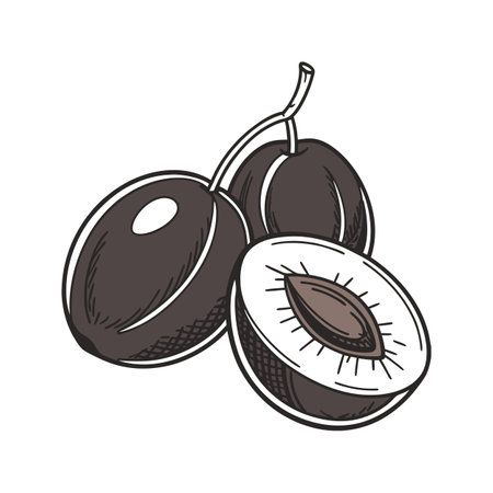 Hand-drawn plums with a half plum slice illustrationのイラスト素材