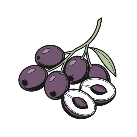 Cartoon illustration of fresh plums on a branch isolatedのイラスト素材