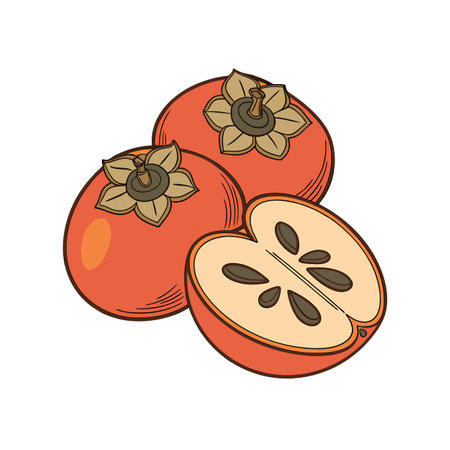 Illustration of fresh persimmon fruits with half cut sliceのイラスト素材