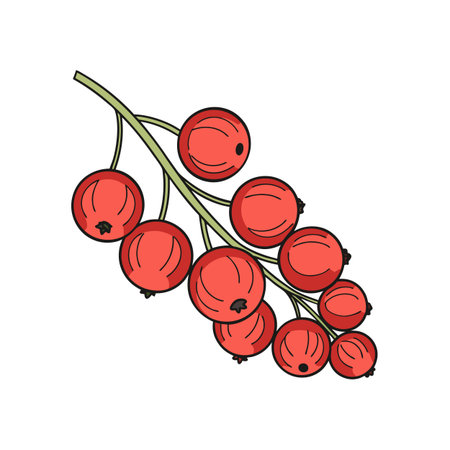 Vibrant vector illustration of redcurrant sprig on a white backgroundのイラスト素材