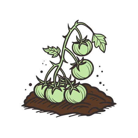 Cartoon tomato plant with green tomatoes growing in soilのイラスト素材