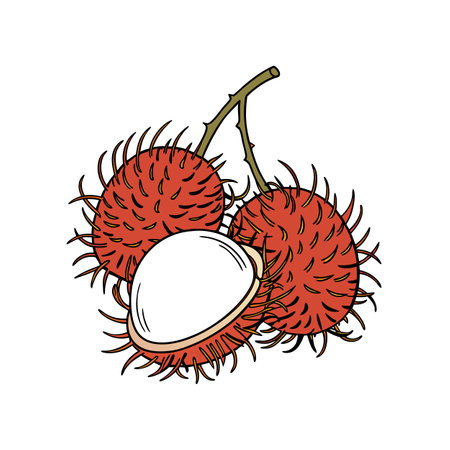 Vibrant rambutan fruits still life illustration on white backgroundのイラスト素材