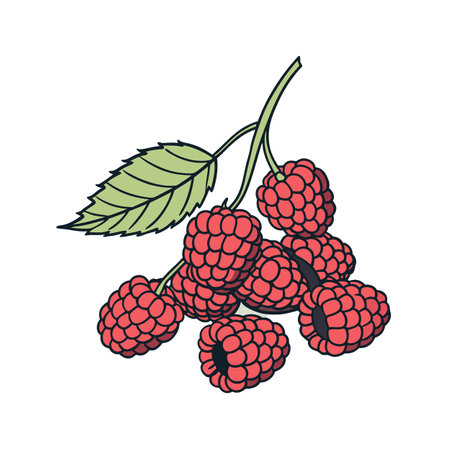 Vector Illustration of Raspberries on Branch with Leafのイラスト素材