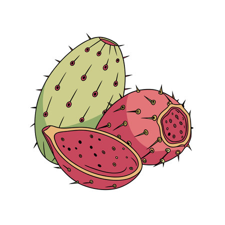 Prickly pear cactus fruit illustration whole and slicedのイラスト素材