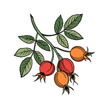 Stylized illustration of rose hips branch with leaves and berriesのイラスト素材