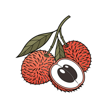 Vibrant rambutan fruit illustration with half-cut display detailのイラスト素材
