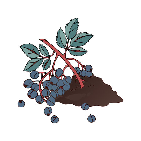 Isolated branch with blueberries and leaves on white backgroundのイラスト素材