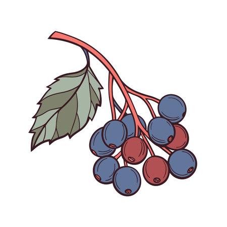 Stylized twig with berries and leaf art illustrationのイラスト素材