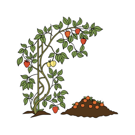 Tomato plant graphic with harvest in cartoon styleのイラスト素材