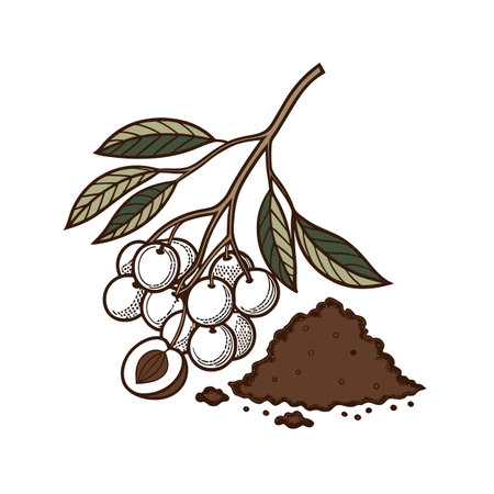 Botanical illustration of argan branch, nuts, and powderのイラスト素材