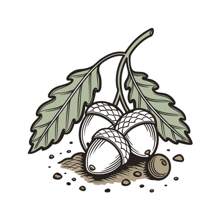 Oak acorns and leaves vector graphic for autumn designsのイラスト素材