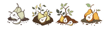 Three pears with half and slice on brown surfaceのイラスト素材