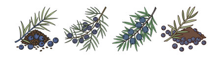 Juniper berries and sprig illustration for food and drinkのイラスト素材