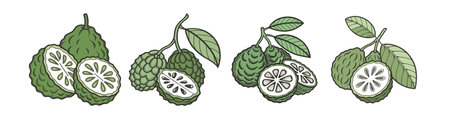 Illustration of whole and halved Kaffir limes with highlightsのイラスト素材