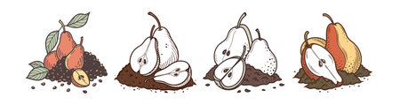Stylized illustration of pears with seeds on white backgroundのイラスト素材