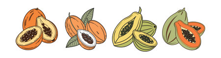 Stylized illustration of ripe papaya, whole and halvedのイラスト素材