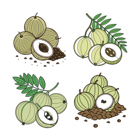 Stylized vector graphic of gooseberries with seeds and halfのイラスト素材