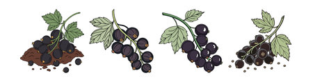 Artistic illustration of fresh blackcurrants on a bed of soilのイラスト素材